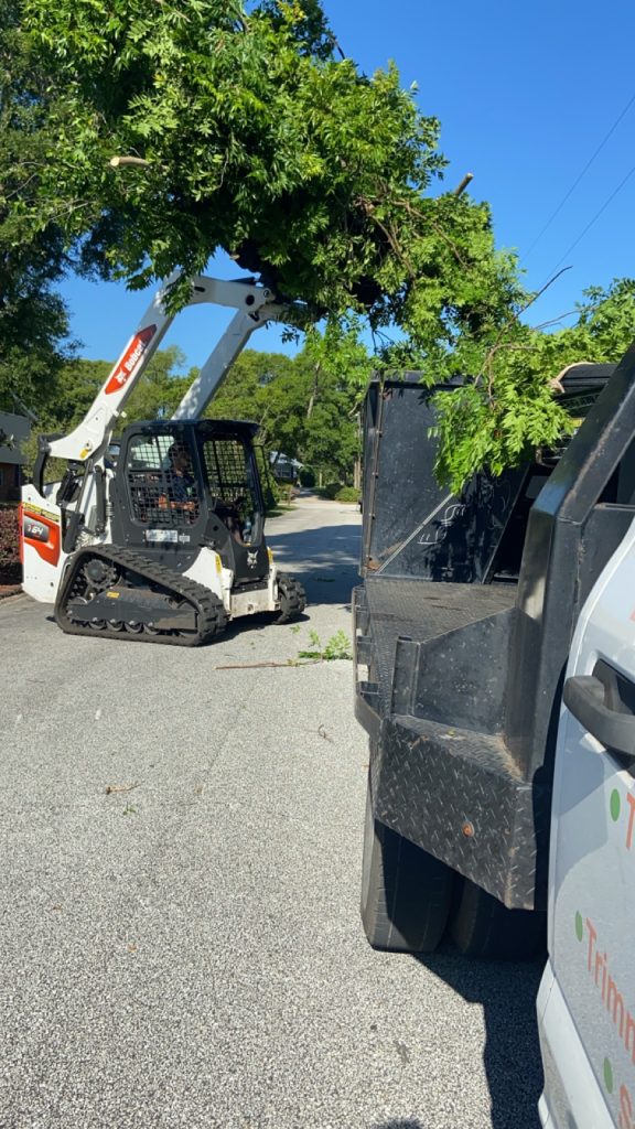 tree trimming