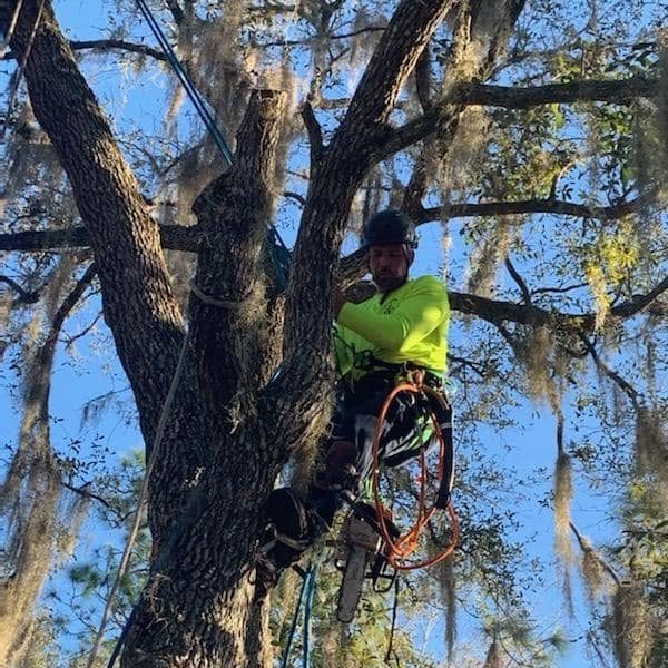 tree pruning