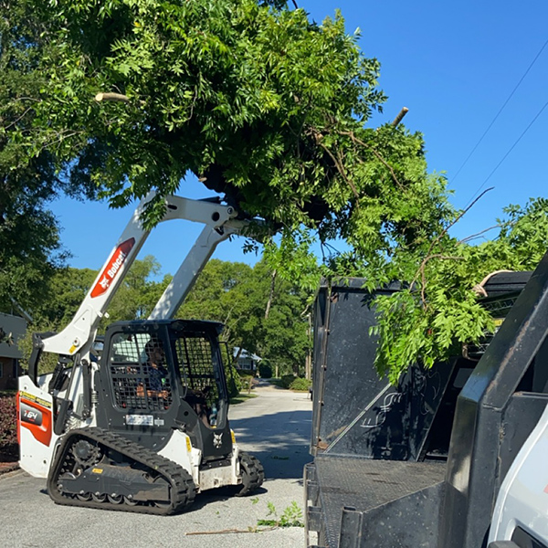 tree-trimming